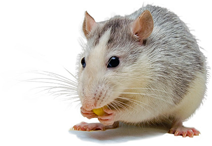Rat